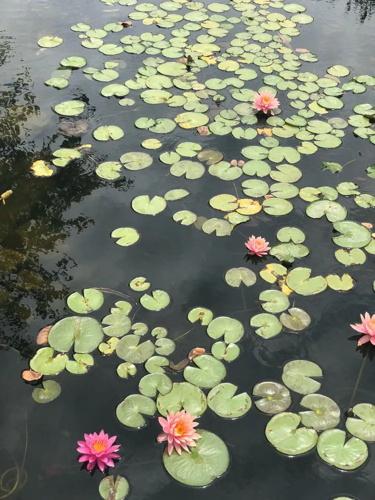 Professional yard cleanup service experts serving Peoria, AZ - The Pond Gnome