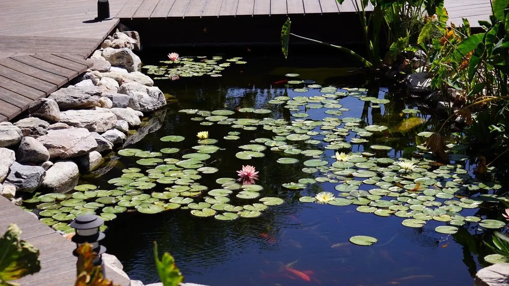 Local residential landscaping in Peoria, AZ by The Pond Gnome