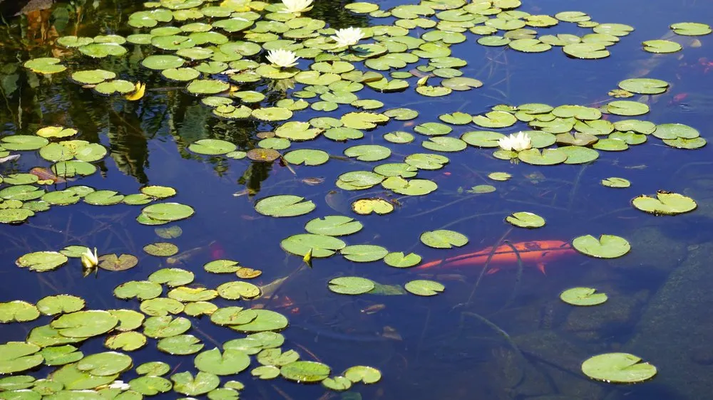 Affordable yard cleanup service in Peoria, AZ by The Pond Gnome