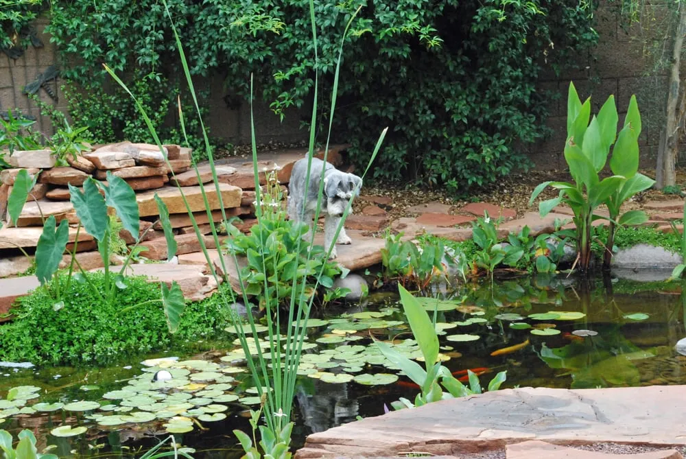 Affordable landscape design experts serving Peoria, AZ - The Pond Gnome