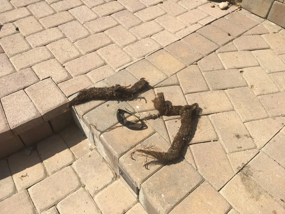 Affordable lawn care service in Peoria, AZ by The Pond Gnome