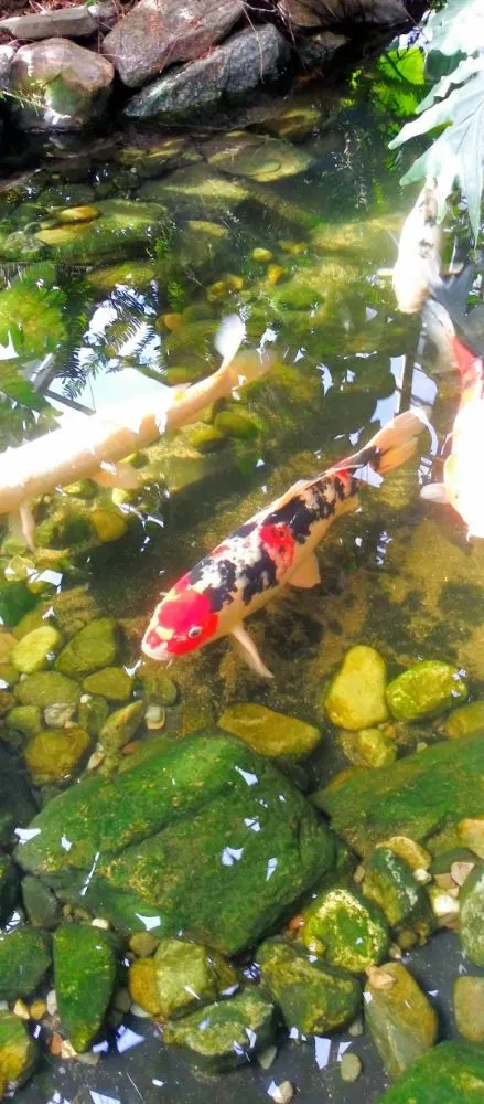 Top-rated landscaping services experts serving Colonial Heights, TN - The Pond Partners