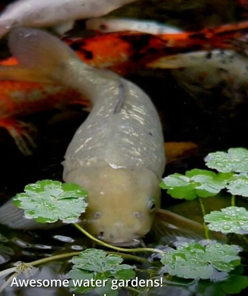 Reliable landscape installation in Claremont, CA by The Pond Pros of Southern California