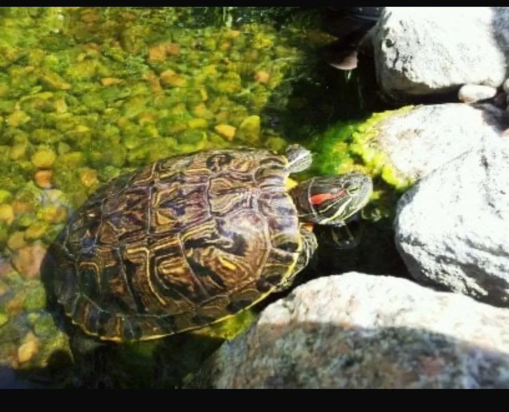 Expert yard maintenance in Claremont, CA by The Pond Pros of Southern California