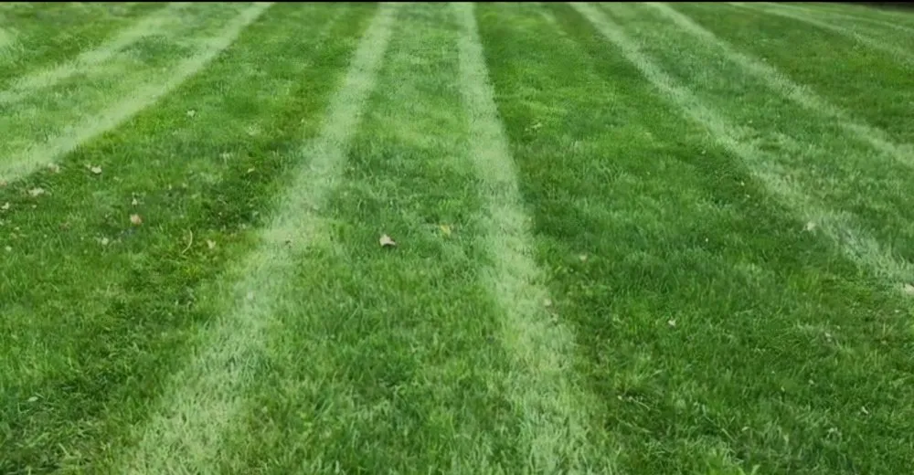 Professional outdoor landscaping for year-round maintenance across Kansas City, MO - The Price Is Right Lawn Care