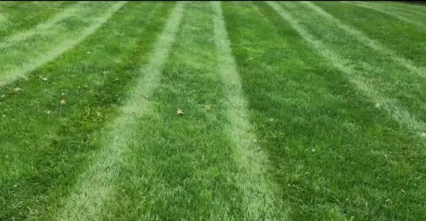 The Price Is Right Lawn Care Logo