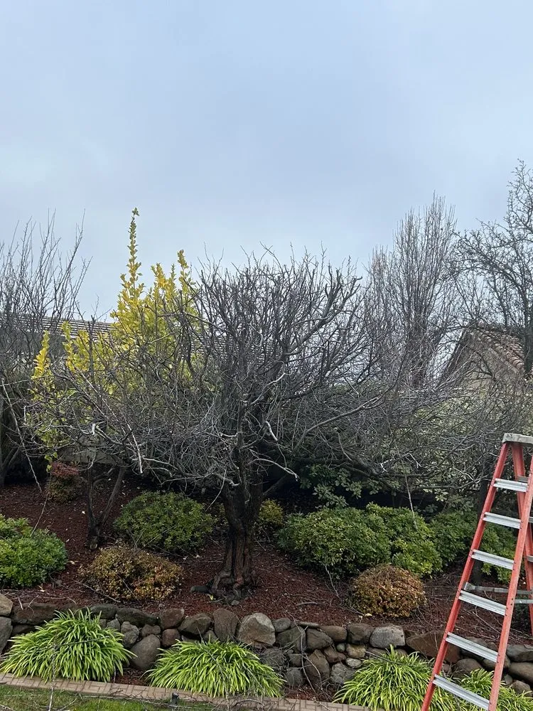 Top-rated outdoor landscaping in Lincoln, CA by The Priority Maintenance & Landscape