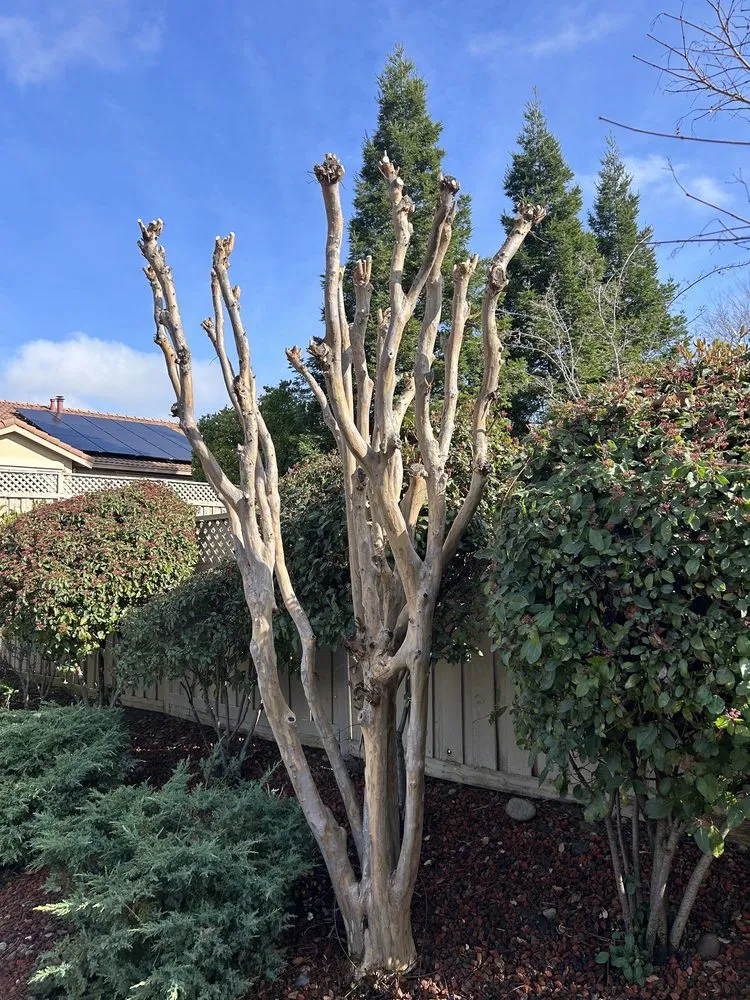 Affordable yard maintenance experts serving Lincoln, CA - The Priority Maintenance & Landscape