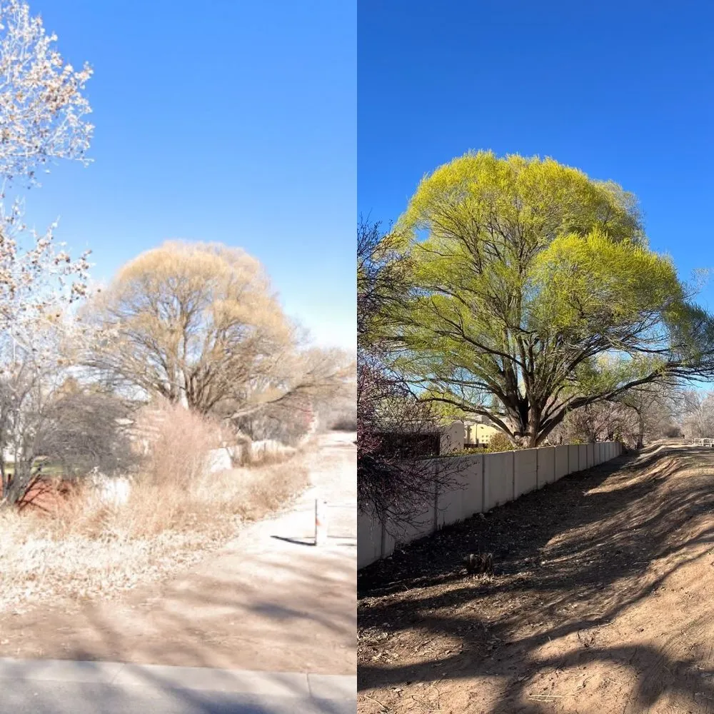 Custom yard maintenance in Corrales, NM by The Pro Bros Landscaping