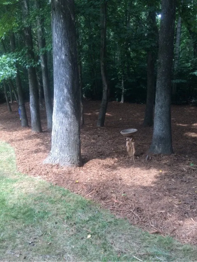 Affordable landscape design for homes across Charlotte, NC - The Pro TEK Group