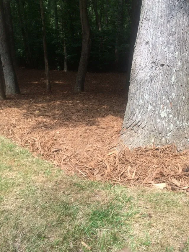 Local yard maintenance in Charlotte, NC - The Pro TEK Group