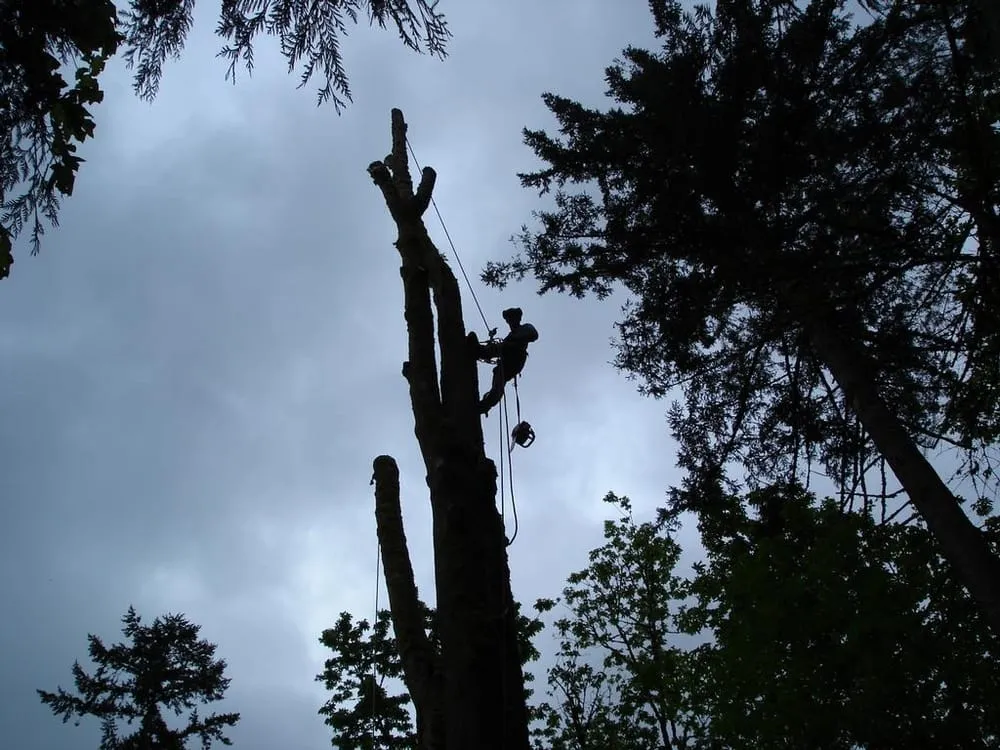 Custom lawn care service in Ofallon, MO by The Professional Tree Service