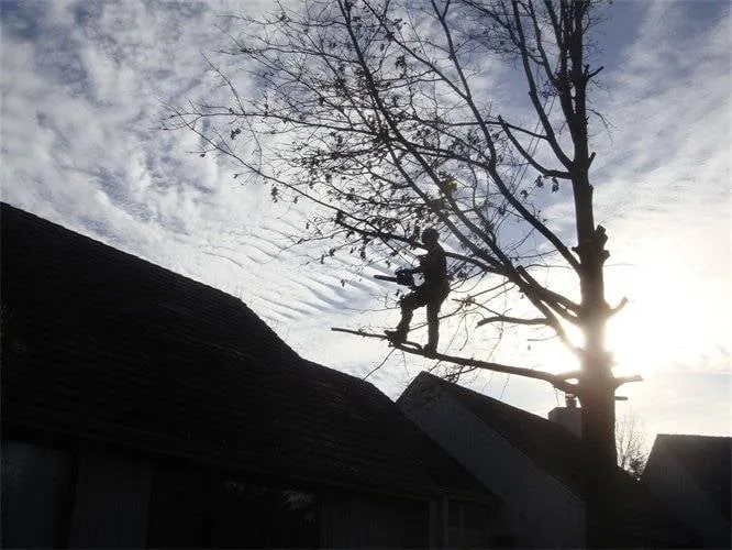 Reliable outdoor landscaping experts serving Ofallon, MO - The Professional Tree Service