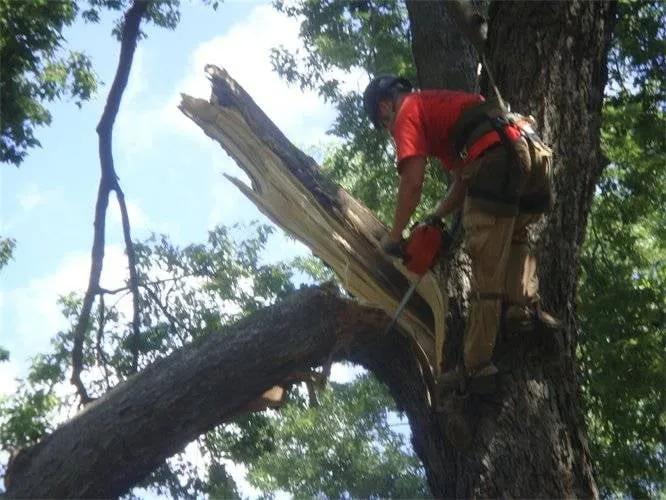 Expert garden landscaping for residential properties across Ofallon, MO - The Professional Tree Service