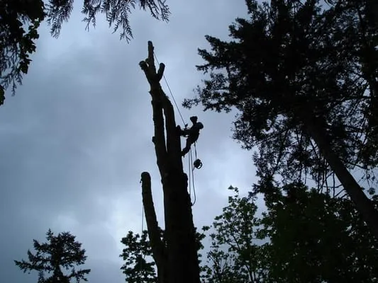 The Professional Tree Service Logo