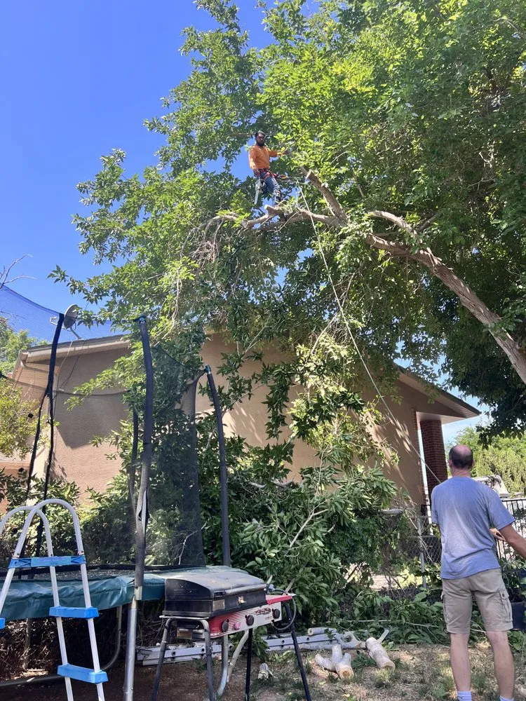 Local yard cleanup service experts serving St. George, UT - The Promise Land Landscaping