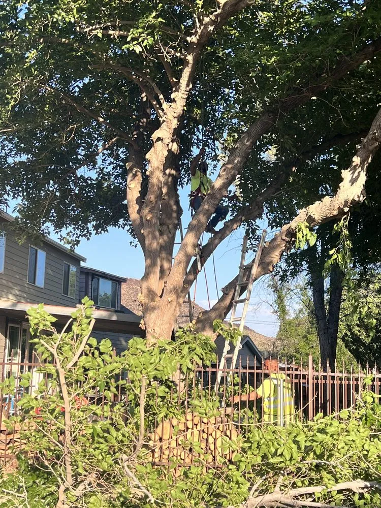 Professional landscape installation in St. George, UT - The Promise Land Landscaping