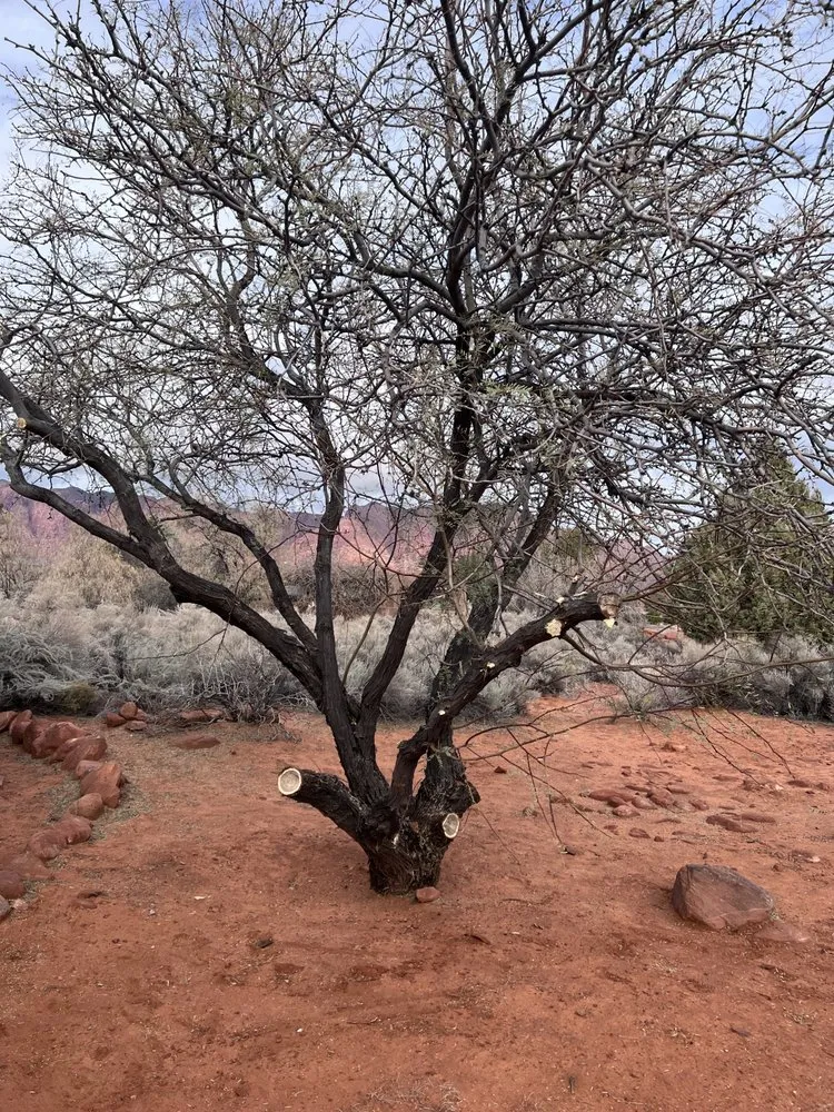 Reliable garden landscaping for outdoor upgrades across St. George, UT - The Promise Land Landscaping