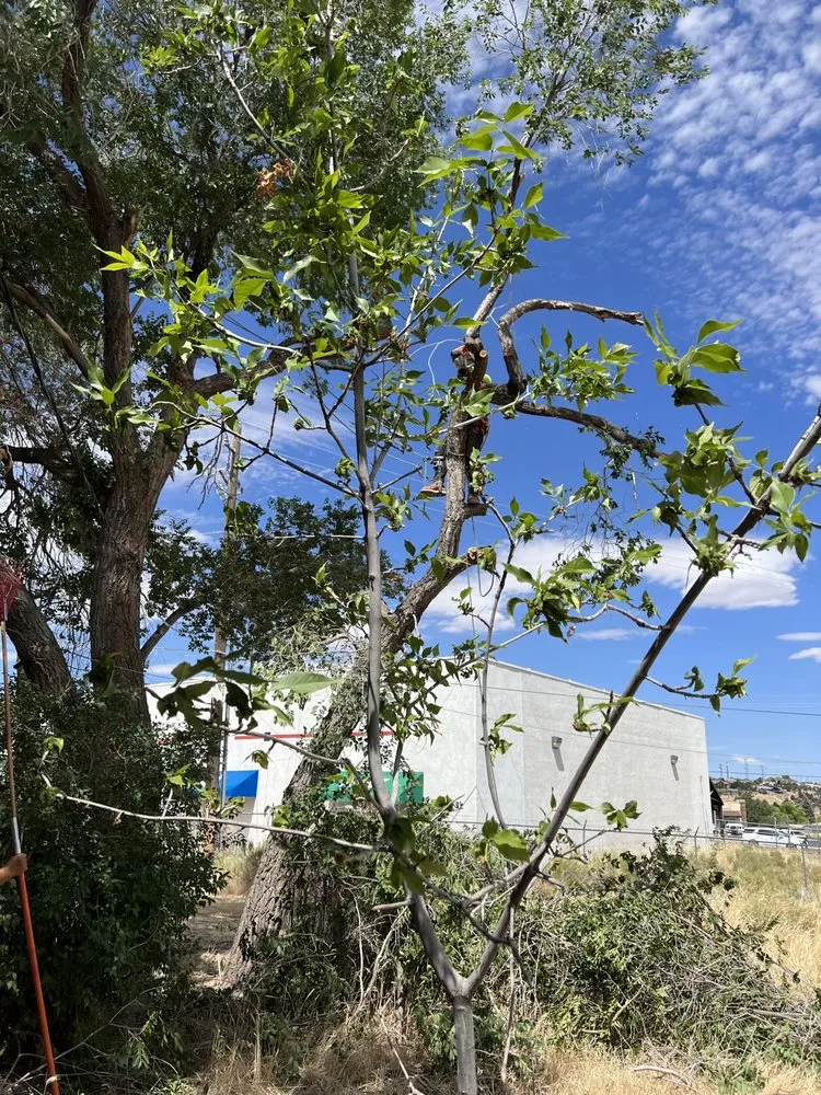 Custom yard cleanup service experts serving St. George, UT - The Promise Land Landscaping