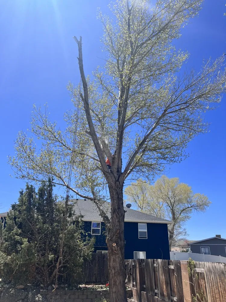 Local lawn care service in St. George, UT by The Promise Land Landscaping