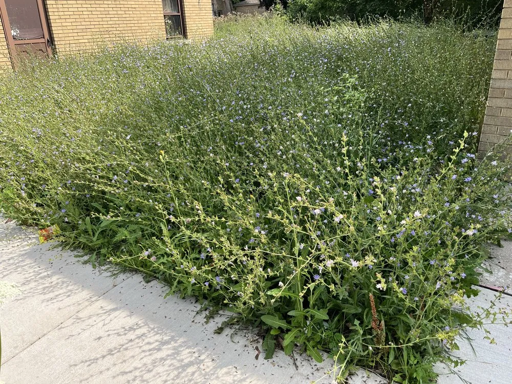 Expert landscaping services experts serving Milwaukee, WI - The Promised Land Lawn And Snow Management