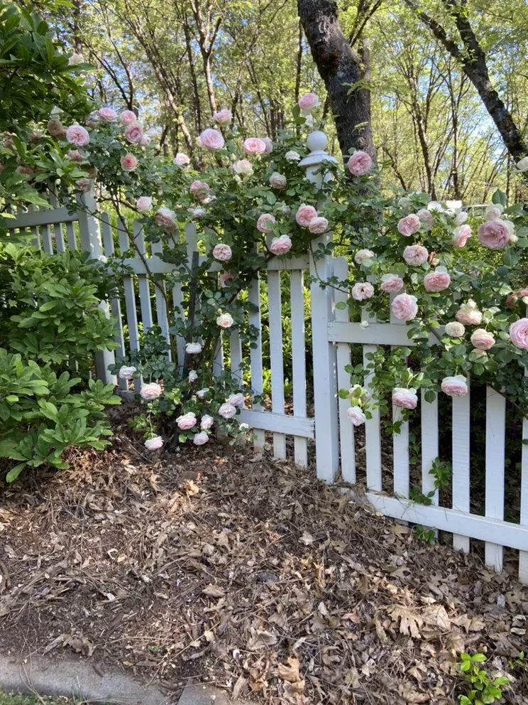 Professional landscape installation near you across Cameron Park, CA - The Promised Land-Scape Services