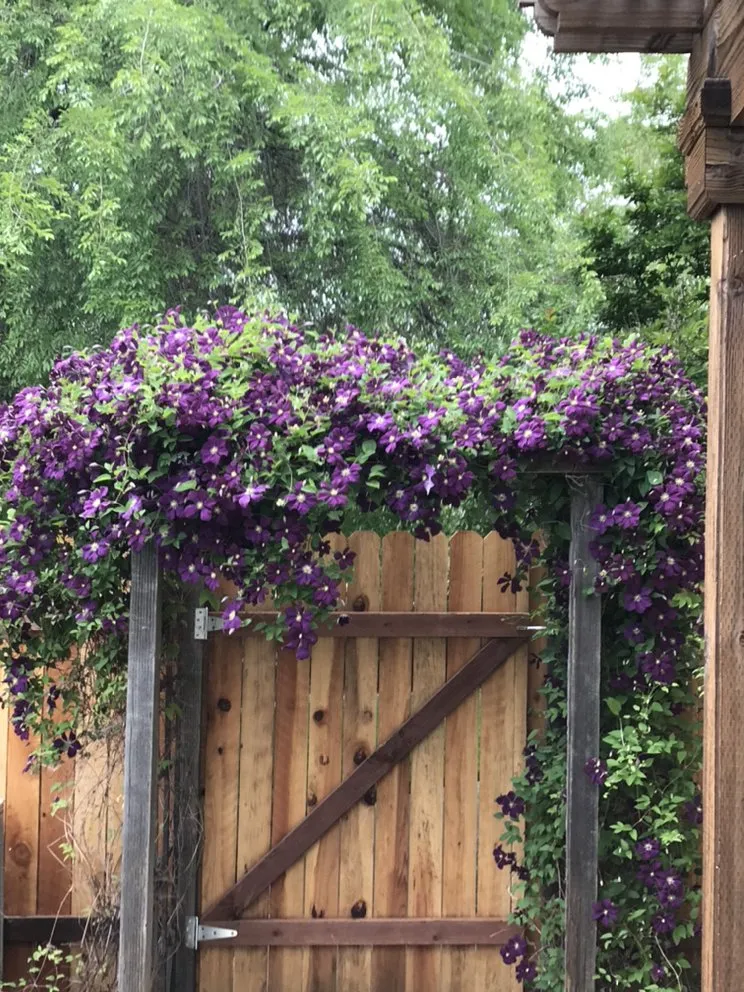 Affordable residential landscaping in Cameron Park, CA - The Promised Land-Scape Services