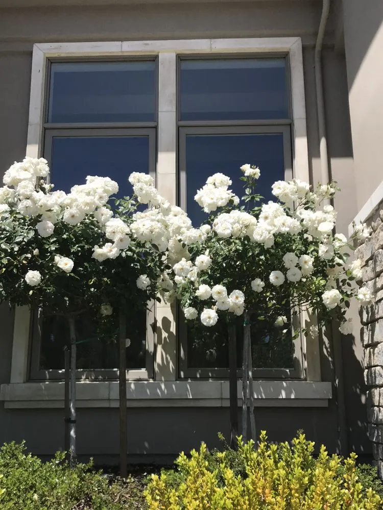 Local lawn care service for residential properties across Cameron Park, CA - The Promised Land-Scape Services