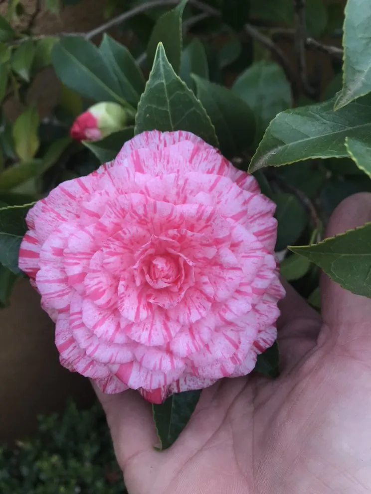 Affordable yard cleanup service experts serving Cameron Park, CA - The Promised Land-Scape Services