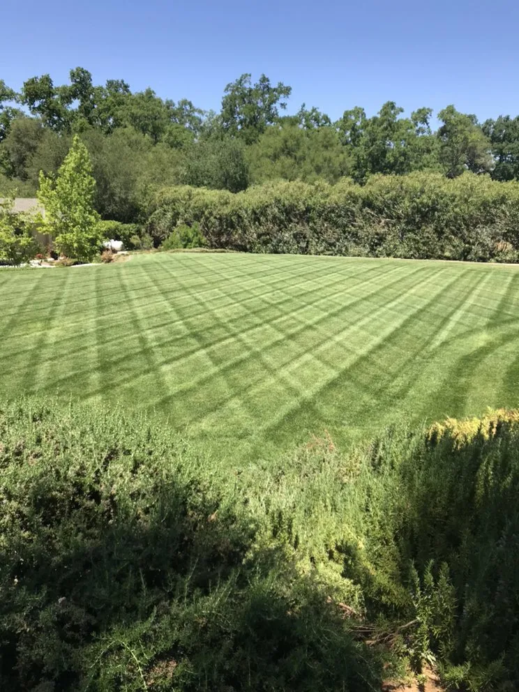 Custom yard maintenance in Cameron Park, CA - The Promised Land-Scape Services