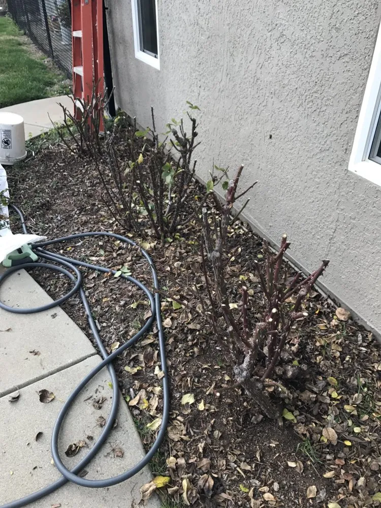 Top-rated residential landscaping for residential properties across Cameron Park, CA - The Promised Land-Scape Services