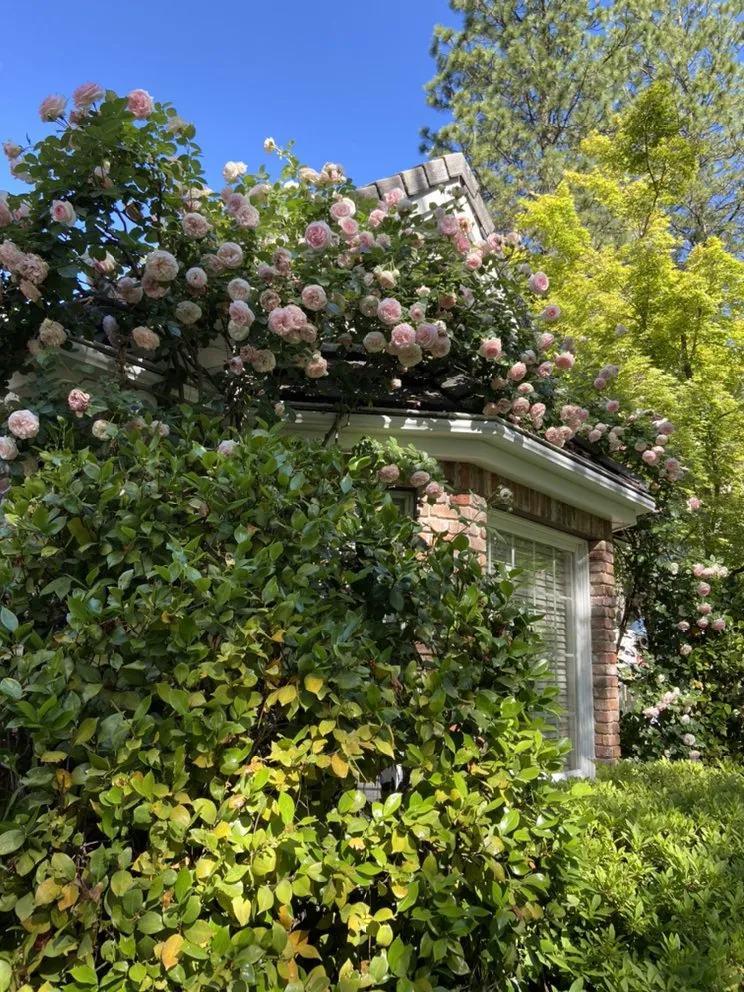 Professional residential landscaping in Cameron Park, CA by The Promised Land-Scape Services