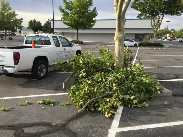 Custom yard cleanup service in Reno, NV - The Proper Image