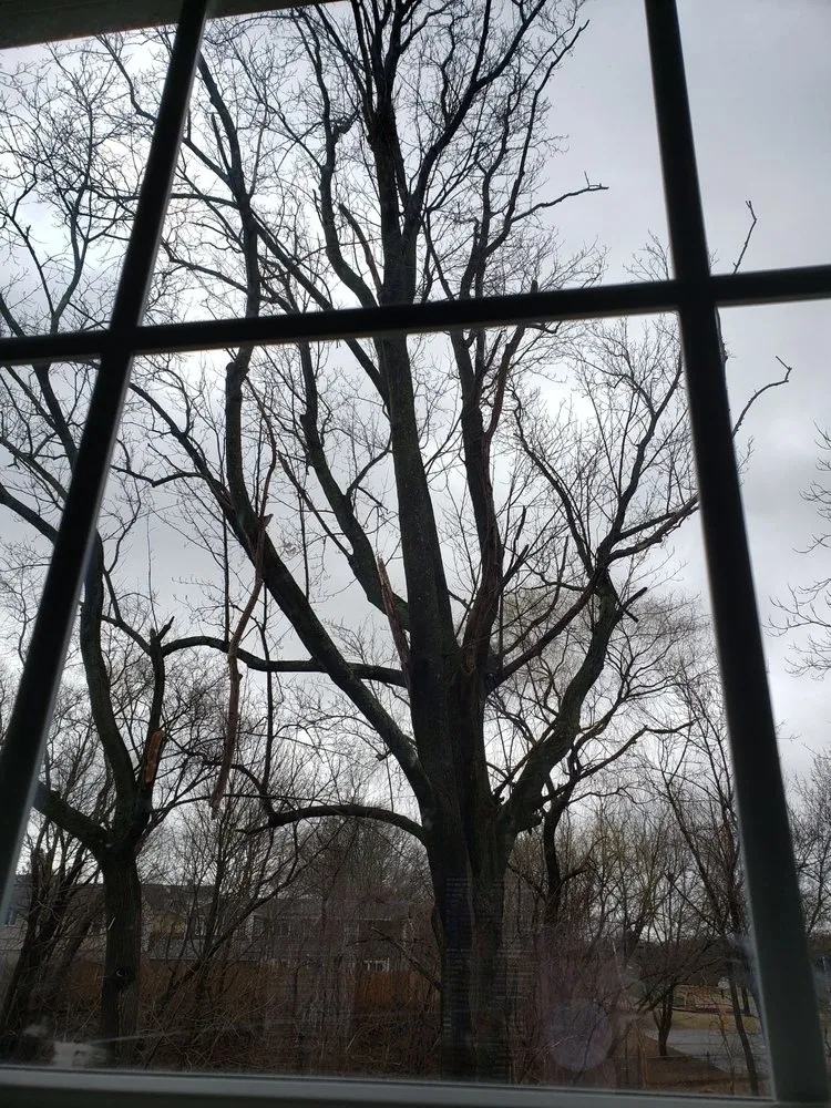 Reliable yard maintenance for residential properties in Lynn, MA by The Pros