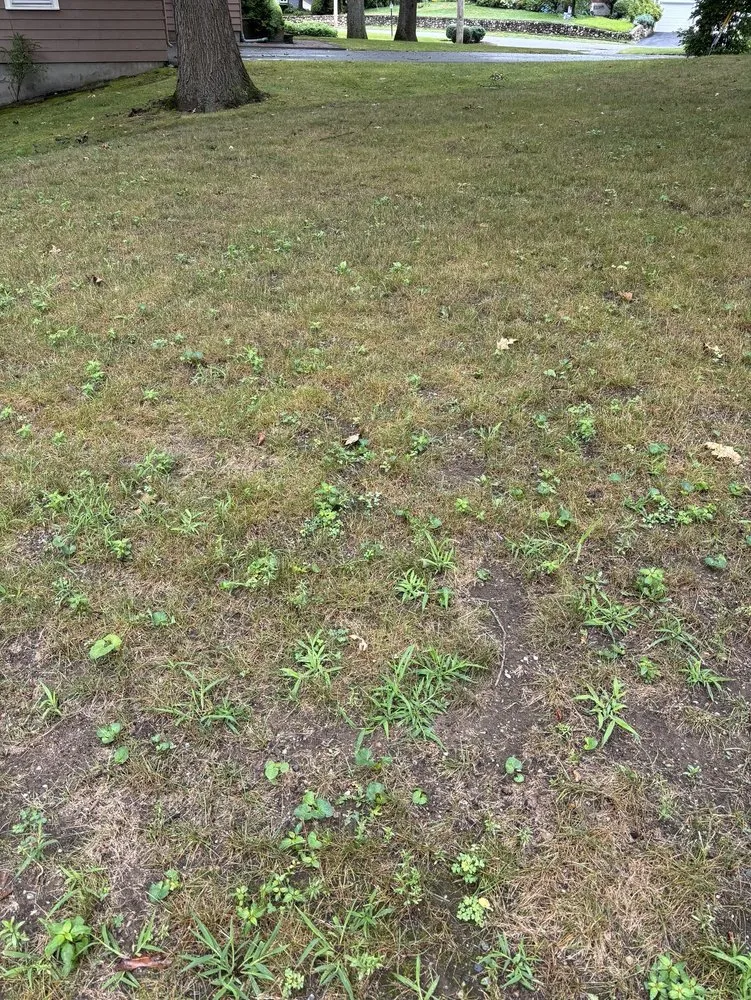 Top-rated yard cleanup service experts serving Lynn, MA - The Pros