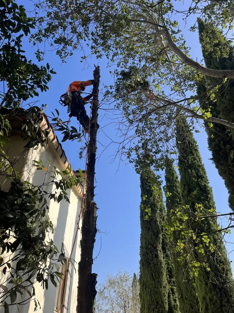 Top-rated yard cleanup service with custom design in San Juan Capistrano, CA by The Ramos Maintenance