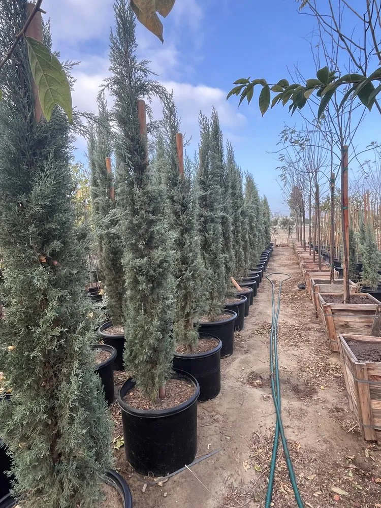 Professional garden landscaping in San Juan Capistrano, CA by The Ramos Maintenance