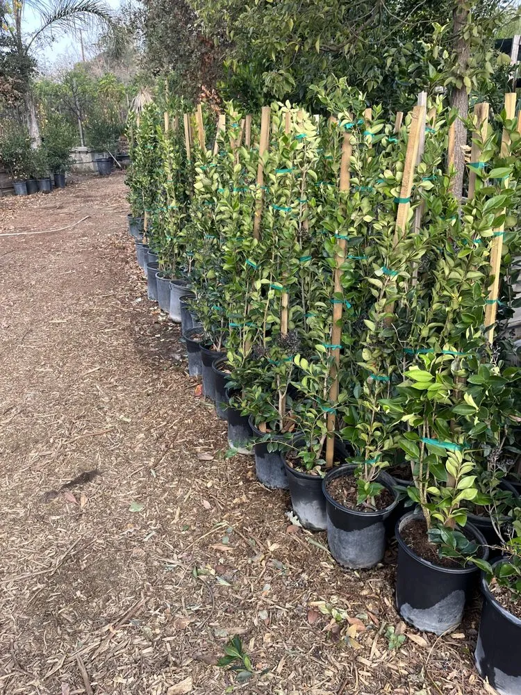 Affordable residential landscaping experts serving San Juan Capistrano, CA - The Ramos Maintenance