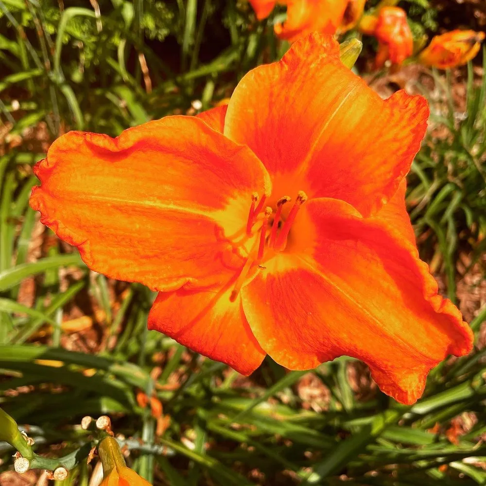 Trusted outdoor landscaping near you across Knightdale, NC - The Real McKoy Landscaping