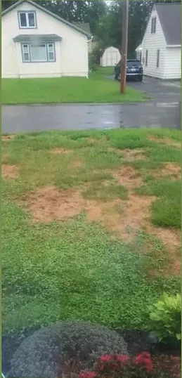 Trusted landscape installation with custom design across Nedrow, NY - The Real M'Coye