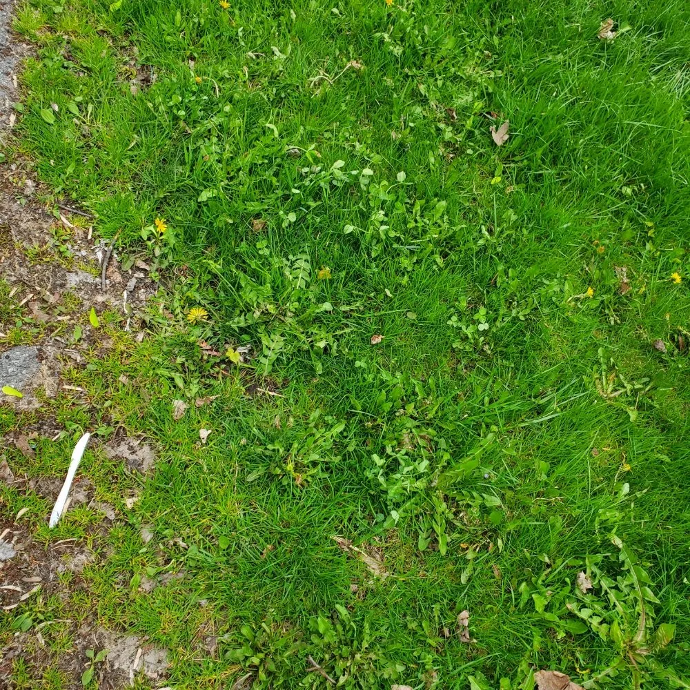 Top-rated landscaping services experts serving Nedrow, NY - The Real M'Coye