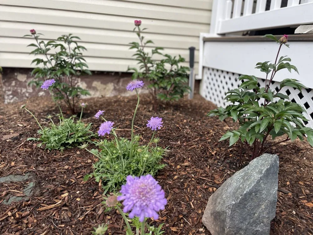 Reliable garden landscaping for year-round maintenance in Islip Terrace, NY by The Rebel Gardener
