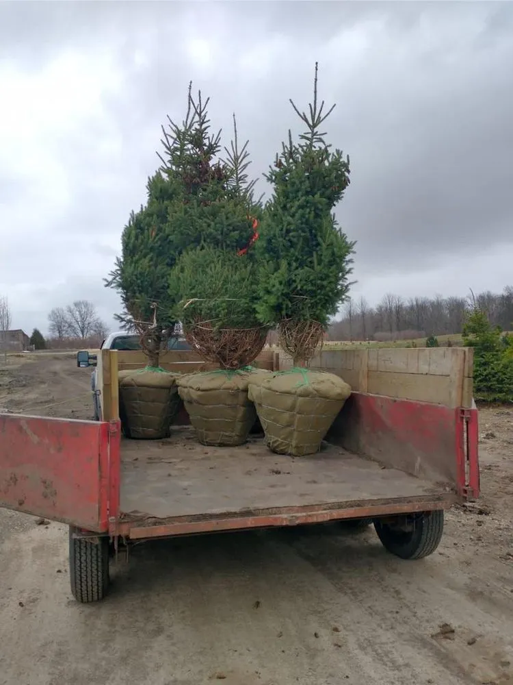 Custom landscape design in Joliet, IL by The Red Flowers Landscaping