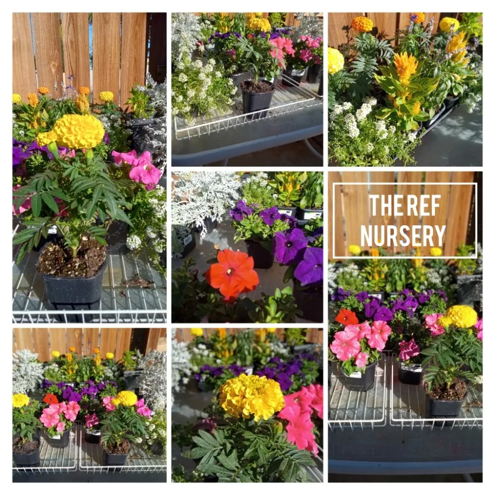 Local lawn care service for year-round maintenance across Hesperia, CA - The REF Landscaping