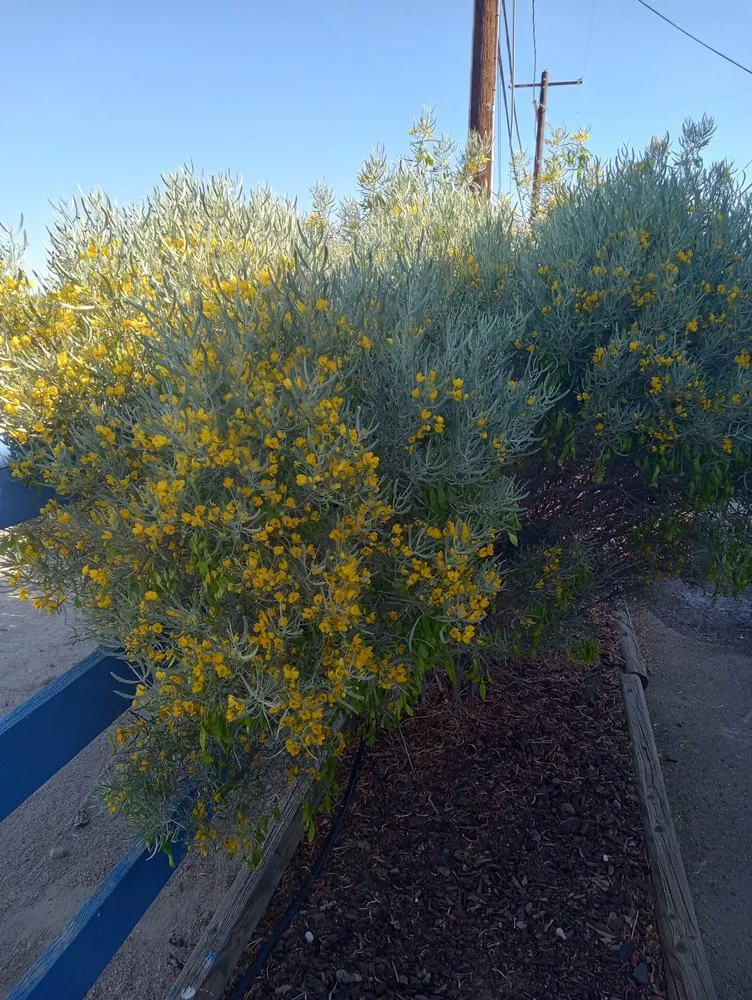 Top-rated outdoor landscaping in Hesperia, CA by The REF Landscaping