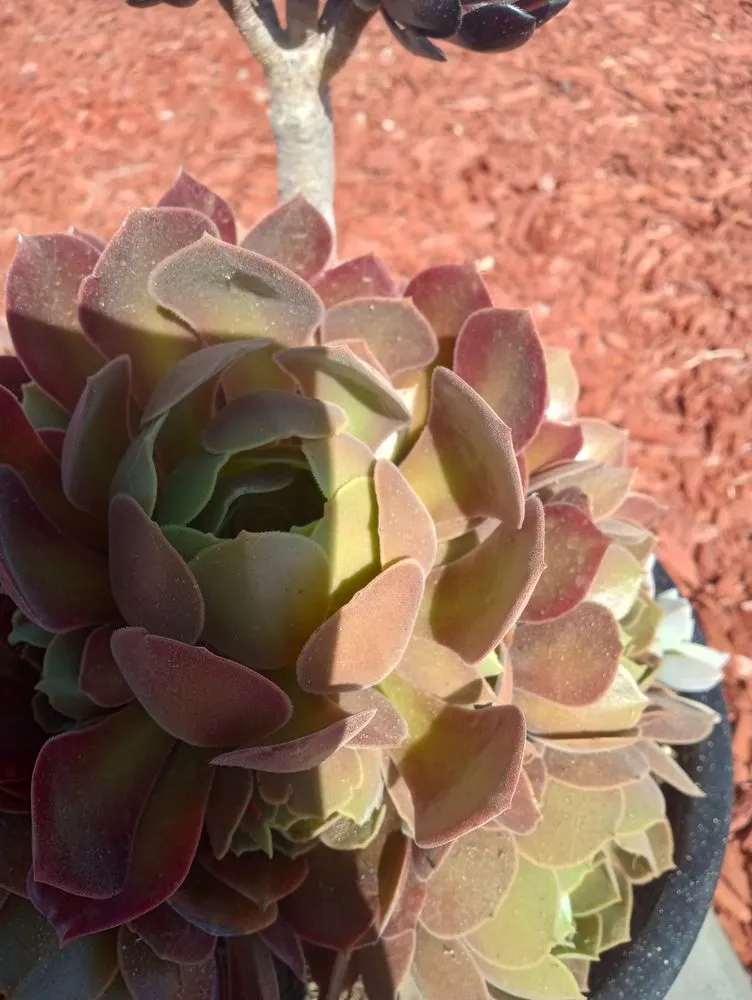 Affordable landscape installation experts serving Hesperia, CA - The REF Landscaping