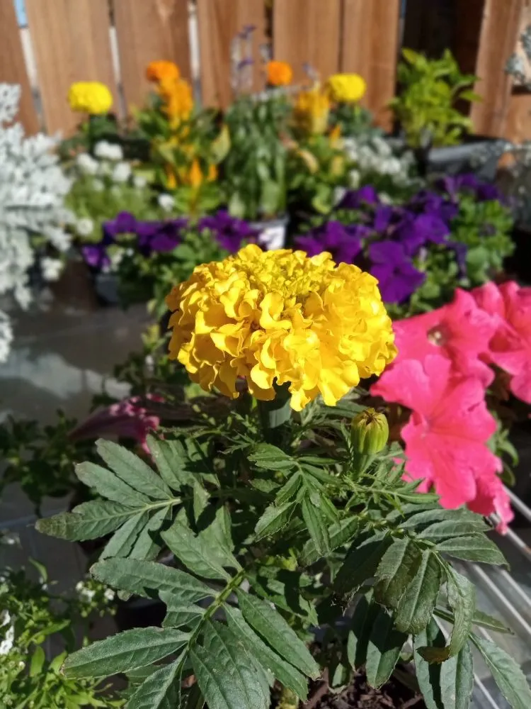 Reliable yard maintenance experts serving Hesperia, CA - The REF Landscaping