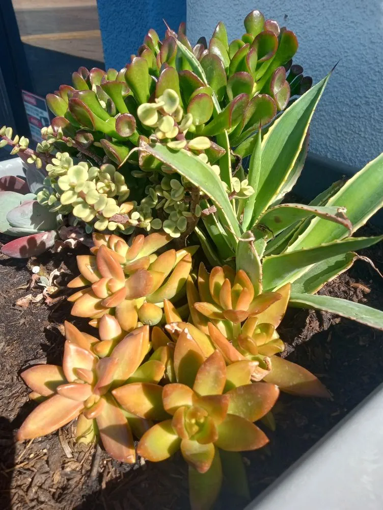 Reliable outdoor landscaping for outdoor upgrades across Hesperia, CA - The REF Landscaping