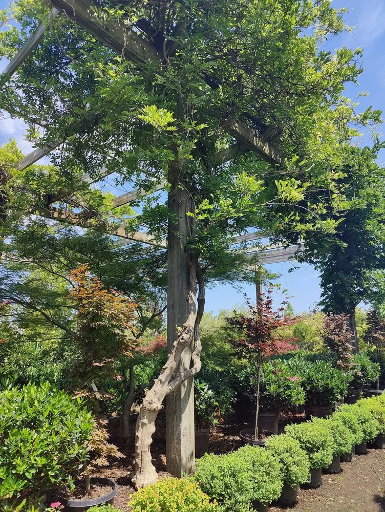 Expert yard maintenance for outdoor upgrades across North Wales, PA - The Rhoads Garden