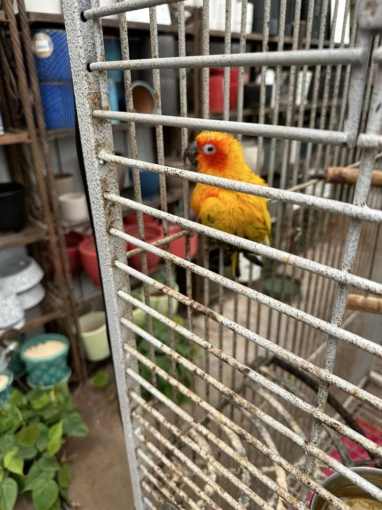 Trusted landscape design for outdoor upgrades across North Wales, PA - The Rhoads Garden